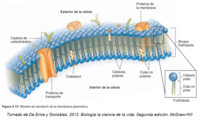 Biología - Grado 11 - Quizizz