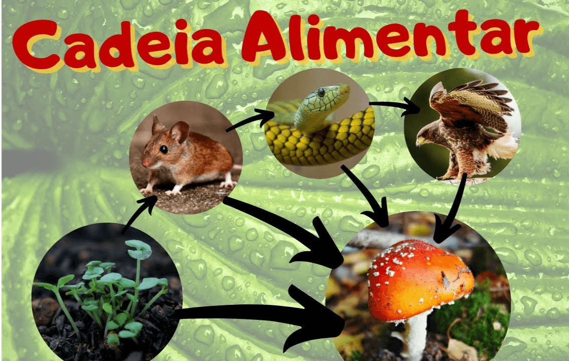 cadeia alimentar - Série 6 - Questionário