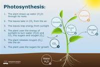 photosynthesis - Class 9 - Quizizz