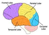 BRAIN LOBES QUIZ