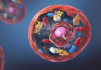 structure of a cell - Class 12 - Quizizz