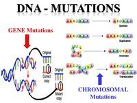 genetic mutation - Grade 12 - Quizizz