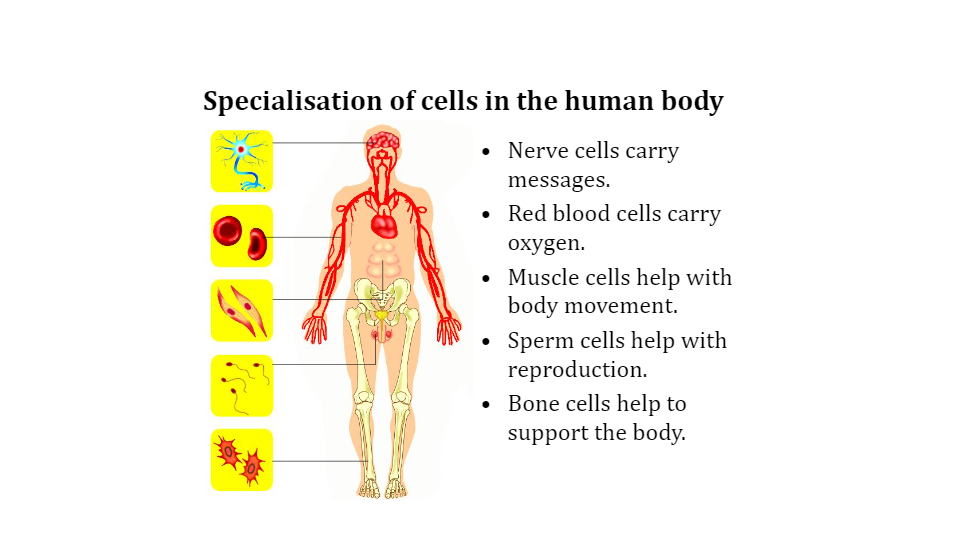 Cells - Division of Labour | Biology - Quizizz