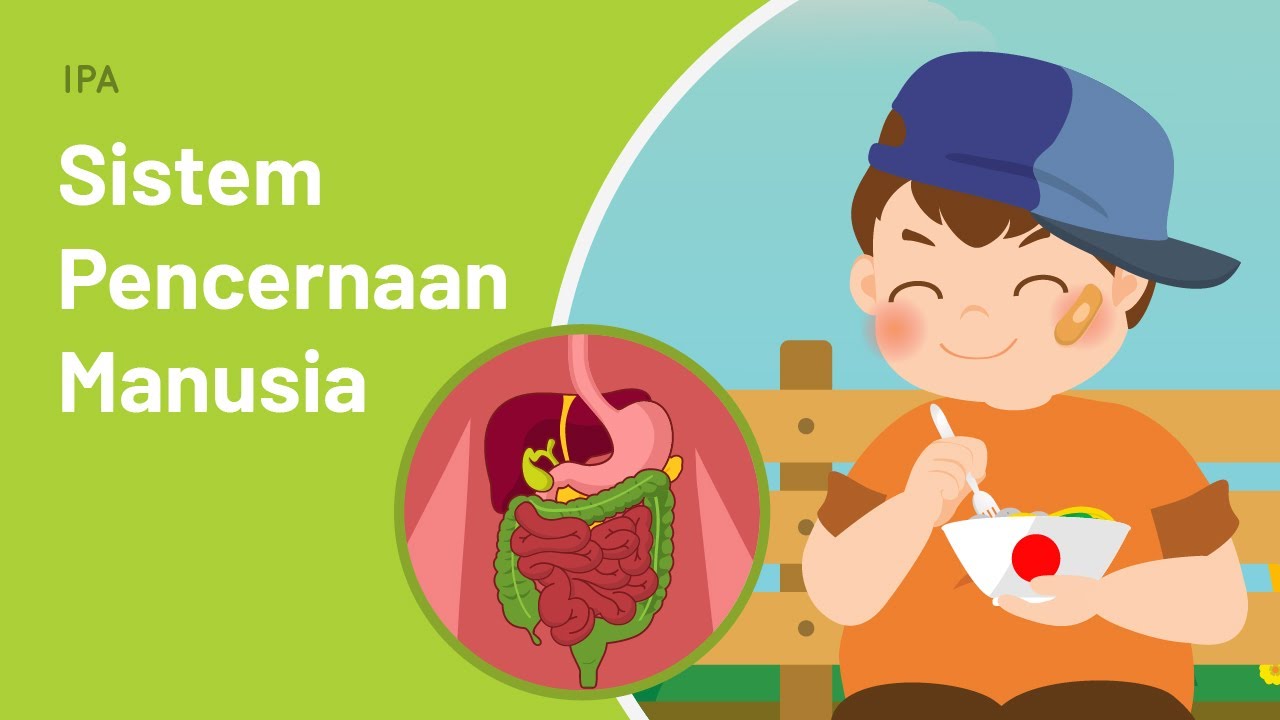 sistem pencernaan dan ekskresi - Kelas 9 - Kuis