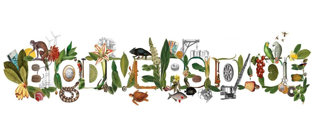 biodiversidade e conservação - Série 1 - Questionário