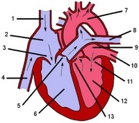 the circulatory and respiratory systems - Grade 11 - Quizizz