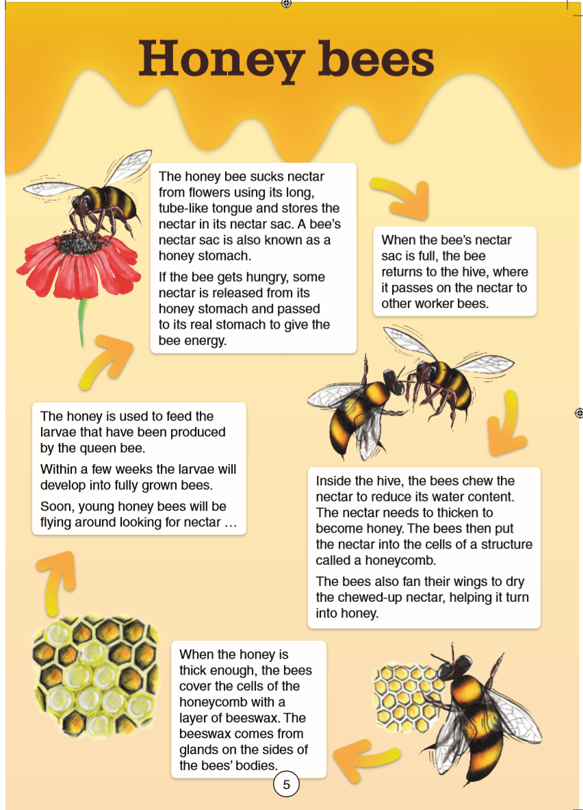2012 Year 3 NAPLAN- Honey bees | English - Quizizz