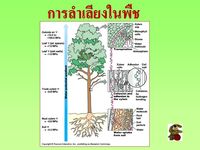 อาหาร - ระดับชั้น 11 - Quizizz