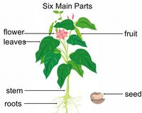 Parts Of A Plant Plant World 3 2K Plays Quizizz