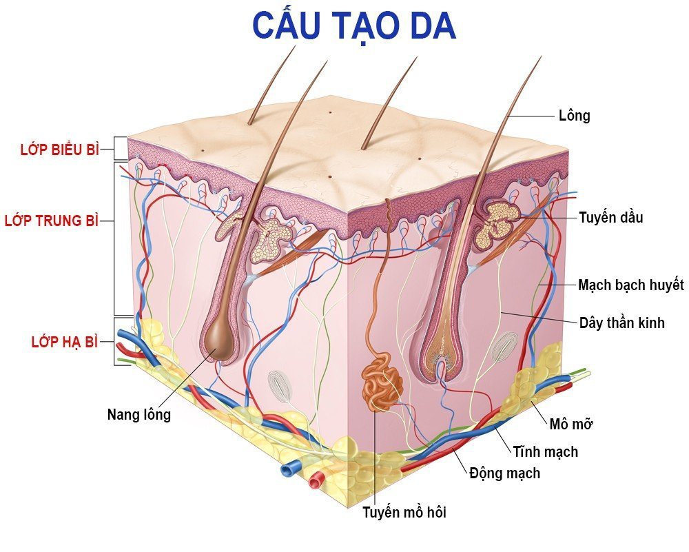 Cấu Tạo Của Cụm Danh Từ: Hướng Dẫn Chi Tiết và Ví Dụ Minh Họa