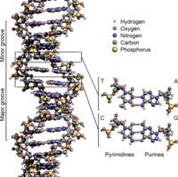 struktur dan replikasi DNA - Kelas 6 - Kuis