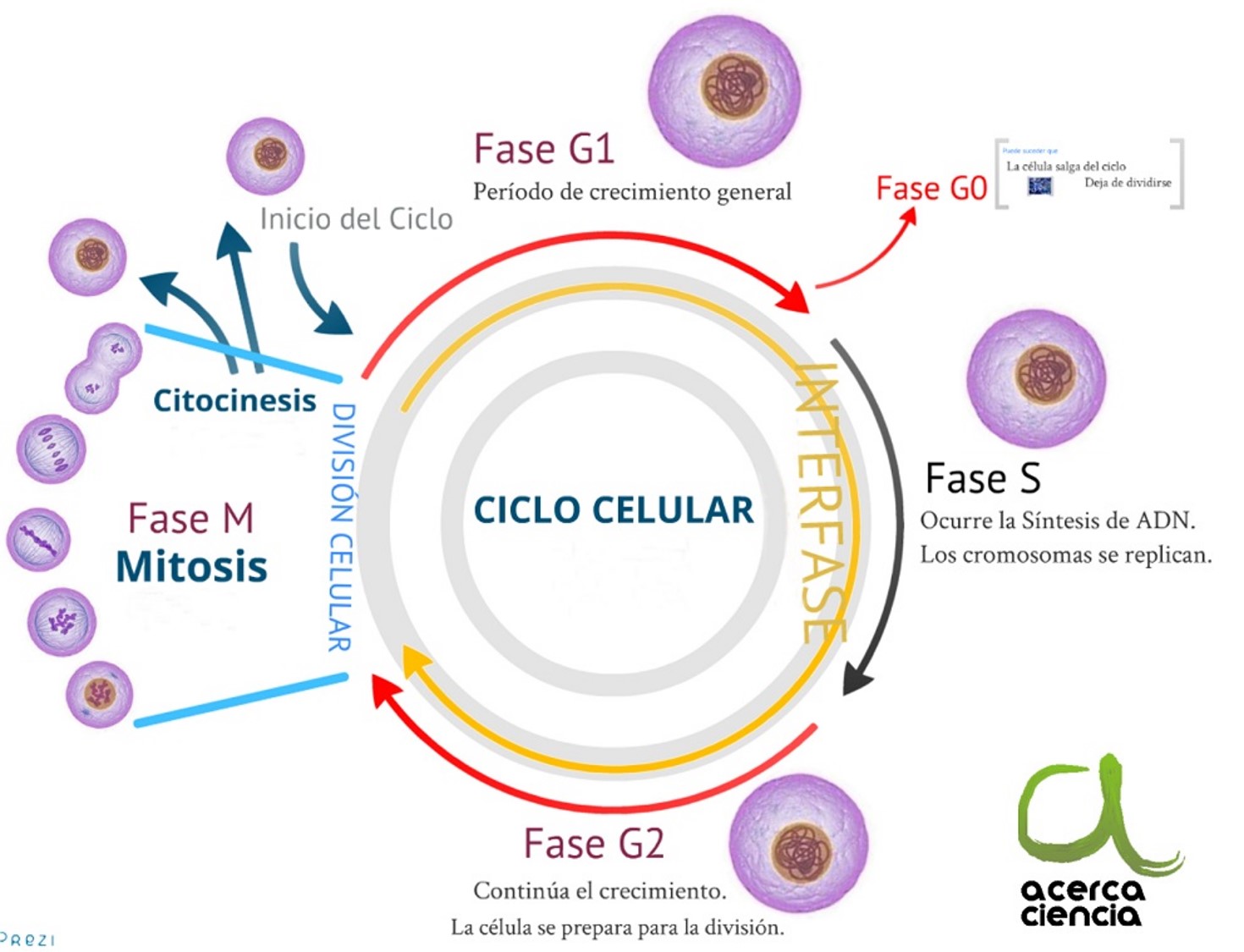 El ciclo celular y la mitosis. - Grado 9 - Quizizz