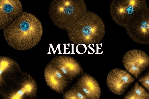 meiose Flashcards - Questionário