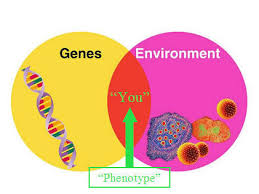 Genetic vs. Environment | Genetics - Quizizz