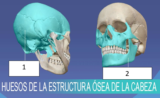 Tarjetas de anatomía - Grado 2 - Quizizz