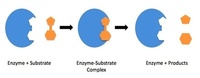 enzymes - Class 10 - Quizizz