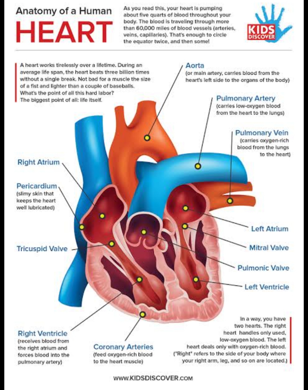 the circulatory and respiratory systems - Class 10 - Quizizz