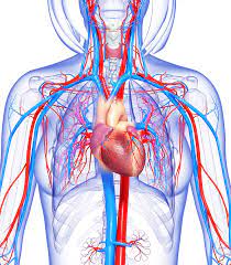 the circulatory and respiratory systems - Class 7 - Quizizz