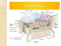 struktur sebuah sel - Kelas 11 - Kuis