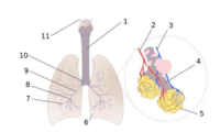 Biologia - Klasa 4 - Quiz