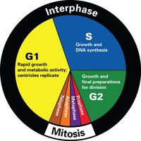 the cell cycle and mitosis - Grade 12 - Quizizz