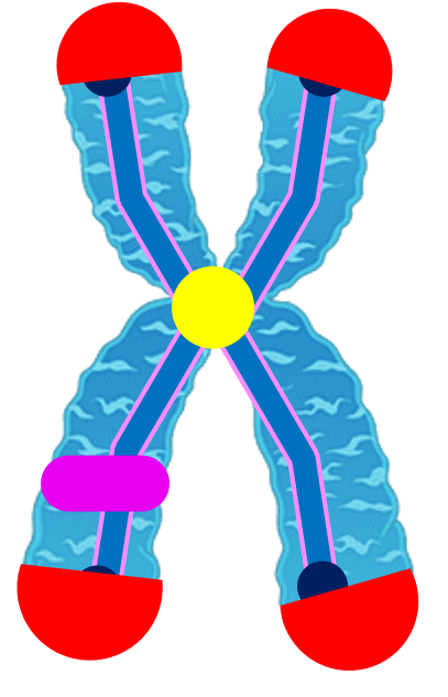 Biologi_XII IPA