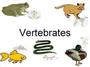 Classification of Vertebrates