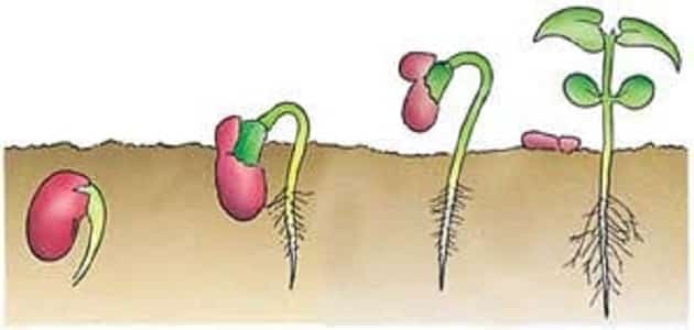 اجزاء النبات البذره اولا اي ينمو من النبات الصغير
