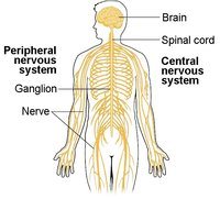 the nervous and endocrine systems - Year 9 - Quizizz