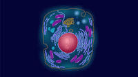 structure of a cell - Class 1 - Quizizz