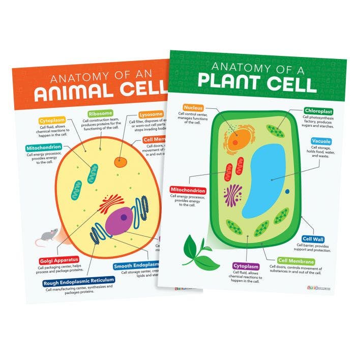 Plants and Animal Cells
