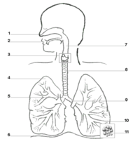 6th grade respiratory system science quiz quizizz