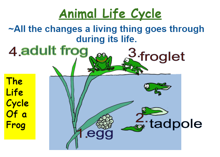 Life Cycles Plants And Animals Stemscopes Quizizz