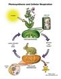 Plant Processes & Responses