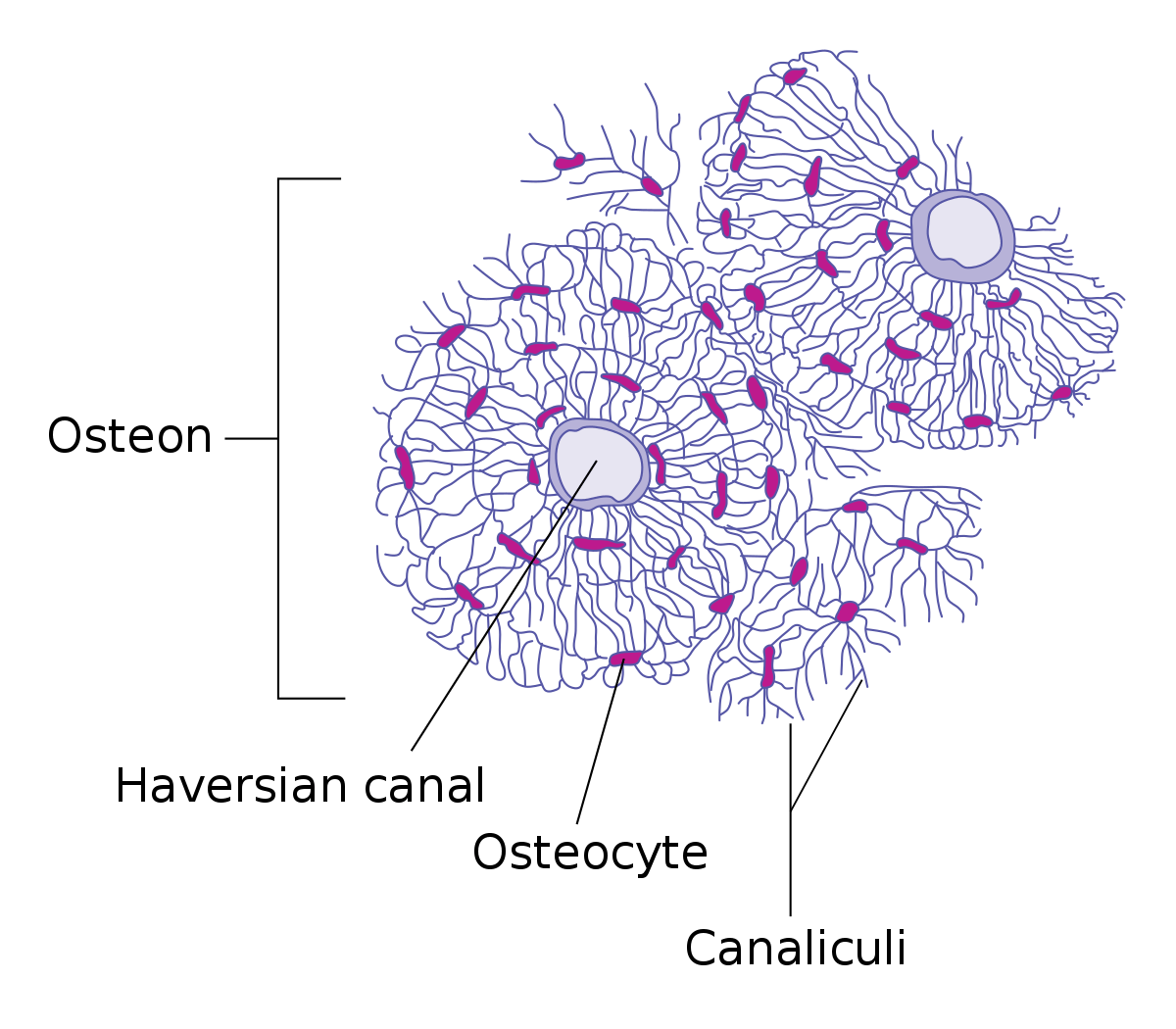 nth-term-of-an-geometric-sequence-examples-and-practice-neurochispas