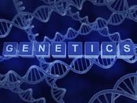 genetics vocabulary dominant and recessive - Grade 10 - Quizizz