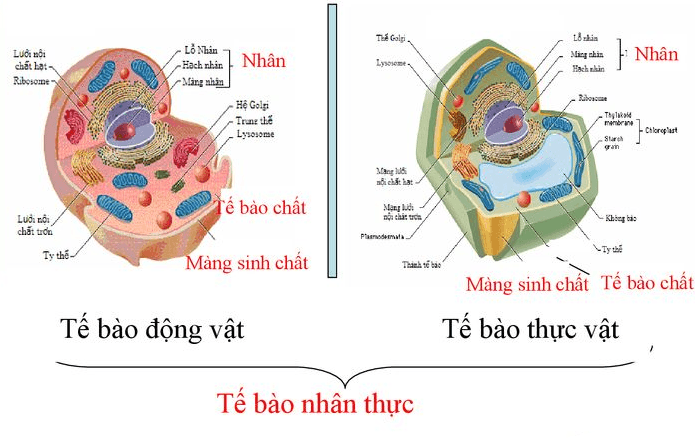 Cấu hình Tế bào Trúc