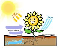 photosynthesis - Class 3 - Quizizz