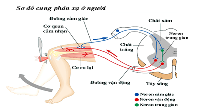 3. Các ví dụ điển hình về phản xạ