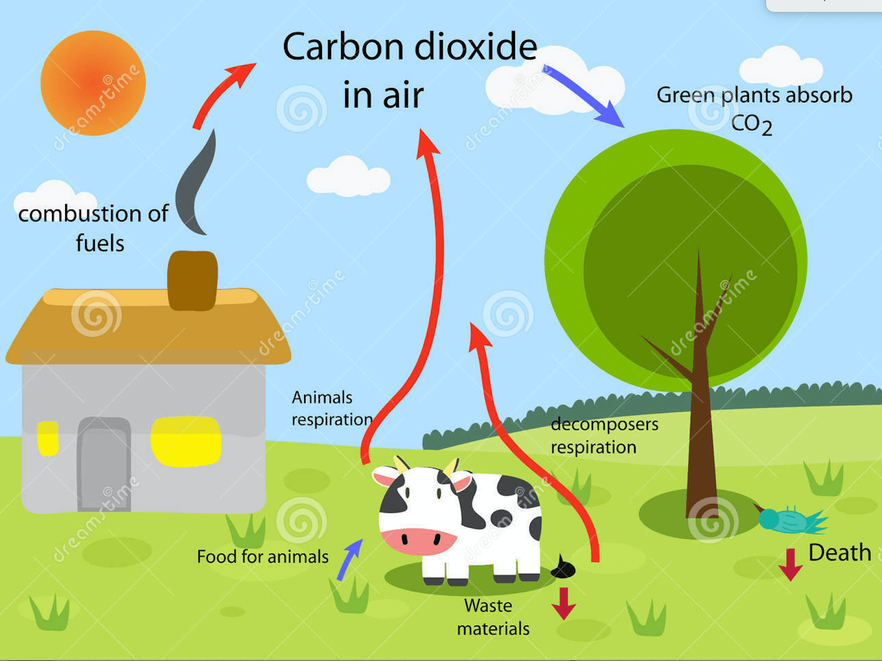 Most Of The Carbon On Earth Comes From