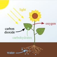 photosynthesis - Class 5 - Quizizz