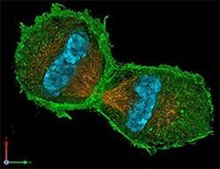 cell division - Grade 12 - Quizizz