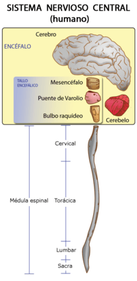 los sistemas nervioso y endocrino - Grado 7 - Quizizz