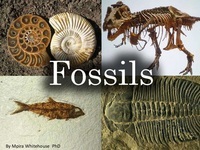fossils - Year 4 - Quizizz
