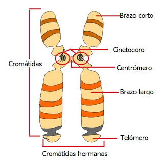 Mutación genética - Grado 3 - Quizizz