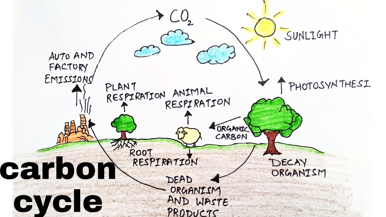 Carbon Cycle | Science Quiz - Quizizz