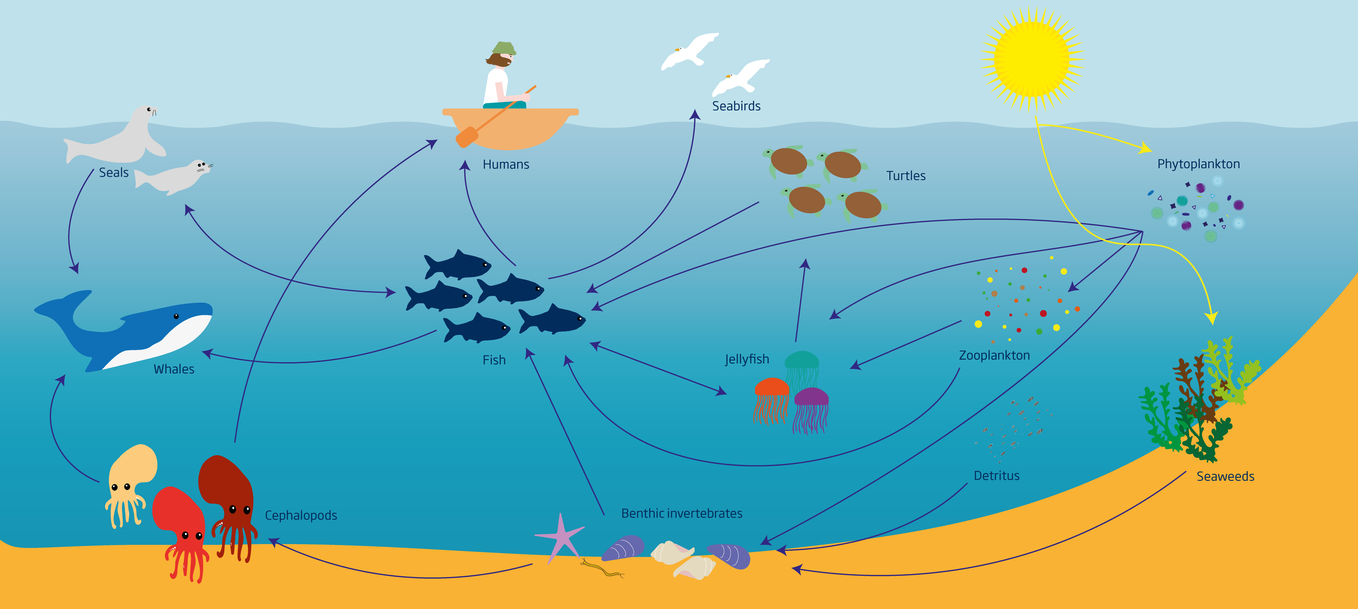 How To Find A Food Web