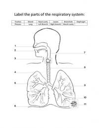 the circulatory and respiratory systems - Year 12 - Quizizz