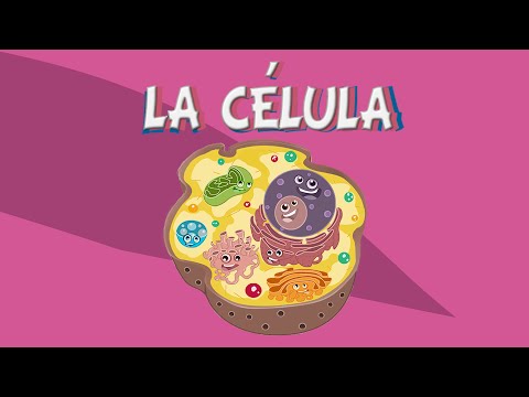 célula vegetal y animal Tarjetas didácticas - Quizizz