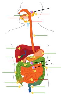 the digestive and excretory systems - Year 12 - Quizizz